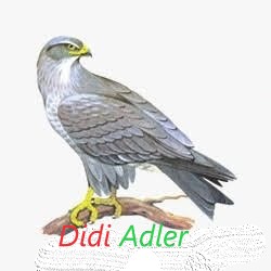 DidiAdler