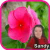 Sandy